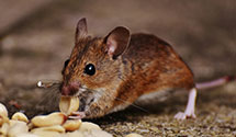 24 Hour & Emergency Exterminators in Waterville, OH